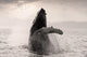 Humpback Whale Breaching With Coast Mountains Wall Mural