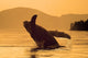 Humpback Whale Breaching At Sunset Wall Mural