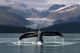 Composite Humpback Whale Shows Fluke Wall Mural