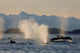 Pod Of Humpbacks Feeds Wall Mural