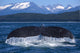 A Humpback Whale Lifts Its Flukes Wall Mural