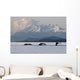 Humpback Whale Pod Lifts Their Flukes Wall Mural