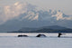 Humpback Whale Pod Lifts Their Flukes Wall Mural