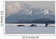 Humpback Whale Pod Lifts Their Flukes Wall Mural