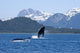 A Humpback Whale Calf Breaches As Its Mother Swims Wall Mural