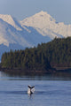Humpback Whale Slaps Its Flukes On The Surface Wall Mural