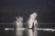 Orca Whales Surface Along A Forested Shoreline Wall Mural