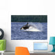 Orca Whale Breaching Cross Sound Inside Passage Wall Mural
