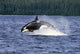 Orca Whale Breaching Cross Sound Inside Passage Wall Mural