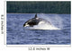 Orca Whale Breaching Cross Sound Inside Passage Wall Mural