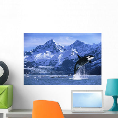 Orca Whale Breaching Glacier Wall Mural shown on a wall