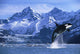 Orca Whale Breaching Glacier Bay Composite Se Wall Mural