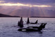 Orca Pod Wall Mural