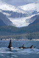 A Pod Of Orca Whales Surface In Favorite Passage Wall Mural