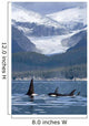 A Pod Of Orca Whales Surface In Favorite Passage Wall Mural