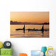 Orca Whales Surface In Lynn Canal At Sunset With Coast Range Wall Mural