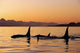 Orca Whales Surface In Lynn Canal At Sunset With Coast Range Wall Mural