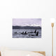 Orca Whales Surface In Lynn Canal With Chilkat Mountains Wall Mural