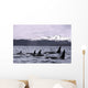 Orca Whales Surface In Lynn Canal With Chilkat Mountains Wall Mural
