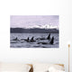Orca Whales Surface In Lynn Canal With Chilkat Mountains Wall Mural