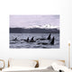 Orca Whales Surface In Lynn Canal With Chilkat Mountains Wall Mural