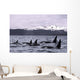 Orca Whales Surface In Lynn Canal With Chilkat Mountains Wall Mural