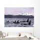 Orca Whales Surface In Lynn Canal With Chilkat Mountains Wall Mural