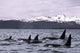 Orca Whales Surface In Lynn Canal With Chilkat Mountains Wall Mural
