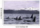 Orca Whales Surface In Lynn Canal With Chilkat Mountains Wall Mural