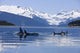 Orca Surface In Lynn Canal Wall Mural