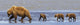 Brown Bear Sow And Her Three Cubs Walking Wall Mural