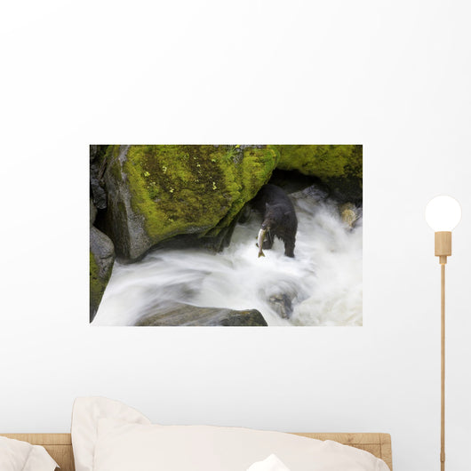 Overhead View Of A Black Bear Catching A Pink Salmon Wall Mural