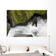 Overhead View Of A Black Bear Catching A Pink Salmon Wall Mural