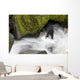 Overhead View Of A Black Bear Catching A Pink Salmon Wall Mural