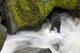 Overhead View Of A Black Bear Catching A Pink Salmon Wall Mural