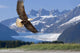 Bald Eagle Wall Mural