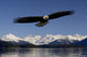 Bald Eagle Wall Mural