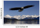 Bald Eagle Wall Mural