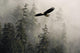 Bald Eagle Soaring Wall Mural