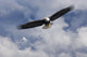 Bald Eagle Wall Mural