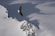 Bald Eagle Soaring Above The Mountain Peaks Wall Mural