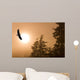 Bald Eagle Soars Above Tongass National Forest As Sun Rises Wall Mural