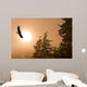 Bald Eagle Soars Above Tongass National Forest As Sun Rises Wall Mural