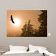 Bald Eagle Soars Above Tongass National Forest As Sun Rises Wall Mural
