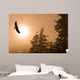 Bald Eagle Soars Above Tongass National Forest As Sun Rises Wall Mural