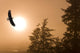 Bald Eagle Soars Above Tongass National Forest As Sun Rises Wall Mural