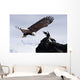 Bald Eagle Wall Mural