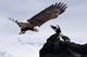 Bald Eagle Wall Mural