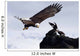 Bald Eagle Wall Mural