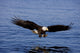 A Bald Eagle Swoops Wall Mural